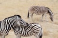 Burchell's zebra with foal, Equus quagga burchellii. Royalty Free Stock Photo