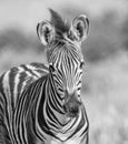 Burchell`s Zebra Foal