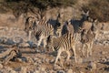 Burchell`s zebra group run, etosha nationalpark, namibia Royalty Free Stock Photo