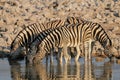 Burchell`s zebra herd drink on a waterhole, etosha nationalpark, namibia Royalty Free Stock Photo
