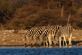 Burchell`s zebra herd drink on waterhole, etosha nationalpark, namibia Royalty Free Stock Photo