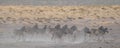 Burchell`s zebra herd in dust, etosha nationalpark, namibia Royalty Free Stock Photo