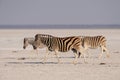 Burchell`s zebra herd walk on the salt pan, etosha nationalpark, namibia Royalty Free Stock Photo