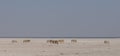 Burchell`s zebra herd walk in a salt pan, etosha nationalpark, namibia Royalty Free Stock Photo