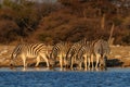 Burchell`s zebra herd on waterhole, etosha nationalpark, namibia, equus burchelli Royalty Free Stock Photo