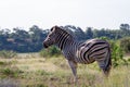 Burchell`s zebra in the Kruger Park landscape