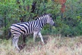 Burchell`s zebra in the Kruger Park landscape