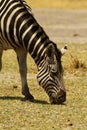 Burchells Zebra Grazing Close By Royalty Free Stock Photo