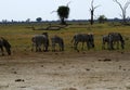 Burchells zebra herd grazing