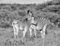 Burchell`s Zebra Mother And Foal
