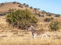 Burchell`s Zebra in the Mountain Zebra National Park Royalty Free Stock Photo