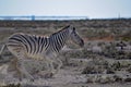 Burchell's zebra in Namibia Africa Royalty Free Stock Photo