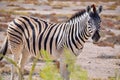 Burchell's zebra in Namibia Africa Royalty Free Stock Photo