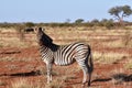 Burchell`s zebra