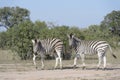 Plains zebra looking at camera Royalty Free Stock Photo