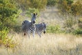 Burchell`s zebra or Plains zebra looking at camera Royalty Free Stock Photo