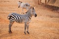 Burchell`s Zebra on red dry soil Royalty Free Stock Photo