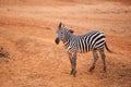 Burchell`s Zebra on red dry soil Royalty Free Stock Photo