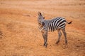 Burchell`s Zebra on red dry soil Royalty Free Stock Photo