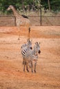 Burchell`s Zebra on the red dry soil Royalty Free Stock Photo