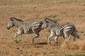 Burchell's Zebra running, South Africa Royalty Free Stock Photo