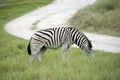 Burchell's zebra South Africa