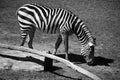 Burchell`s zebra is a southern subspecies of the plains zebra.