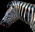 Burchell\'s zebra is a southern subspecies of the plains zebra. Royalty Free Stock Photo