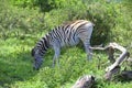 Burchell\'s zebra is a southern subspecies of the plains zebra. Royalty Free Stock Photo