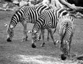 Burchell`s zebra is a southern subspecies of the plains zebra