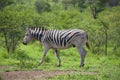 Burchell\'s zebra is a southern subspecies of the plains zebra. Royalty Free Stock Photo