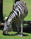 Burchell`s zebra Royalty Free Stock Photo