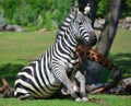 Burchell`s zebra Royalty Free Stock Photo