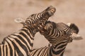 Burchell's zebra stallions fighting