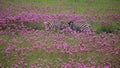 BURCHELL`S ZEBRA STANDING IN A FIELD OF GREEN GRASS AND PINK POMPOM WEED