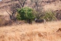 BURCHELL`S ZEBRA STANDING NEXT TO TREE IN SOUTH AFRICAN GRASSLAND