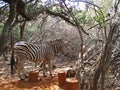 BURCHELL`S ZEBRA STANDING IN THE SHADE UNDER TREES