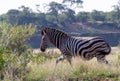 Burchell`s zebra in the Kruger Park landscape