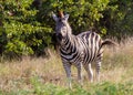 Burchell`s zebra in the Kruger Park landscape