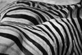 Burchell's Zebras (Black & White)