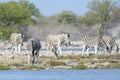 Burchell\'s zebras drinking at waterhole Royalty Free Stock Photo