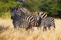 Burchell's Zebras (Equus burchellii) Royalty Free Stock Photo