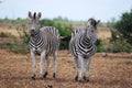Burchell's Zebras (Equus burchellii) Royalty Free Stock Photo