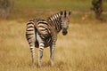 Burchell's Zebras (Equus burchellii) Royalty Free Stock Photo