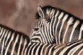 Burchell`s Zebras (Equus burchellii) Royalty Free Stock Photo