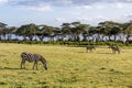 Burchell's zebras (Equus quagga burchellii) at Crescent Island Game Sanctuary on Naivasha lake, Ken Royalty Free Stock Photo