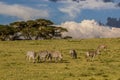 Burchell's zebras (Equus quagga burchellii) at Crescent Island Game Sanctuary on Naivasha lake, Ken Royalty Free Stock Photo