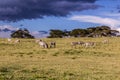 Burchell's zebras (Equus quagga burchellii) at Crescent Island Game Sanctuary on Naivasha lake, Ken Royalty Free Stock Photo