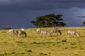 Burchell's zebras (Equus quagga burchellii) at Crescent Island Game Sanctuary on Naivasha lake, Ken Royalty Free Stock Photo