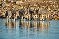 Burchell`s zebras Equus quagga burchellii drink at a waterhole Royalty Free Stock Photo